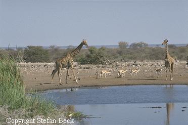 Giraffs in Etosha